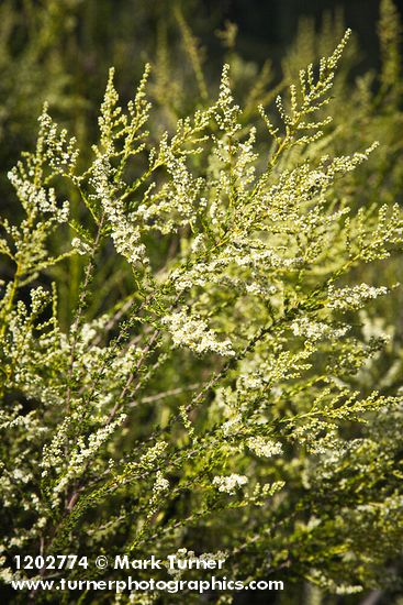 Adenostoma fasciculatum