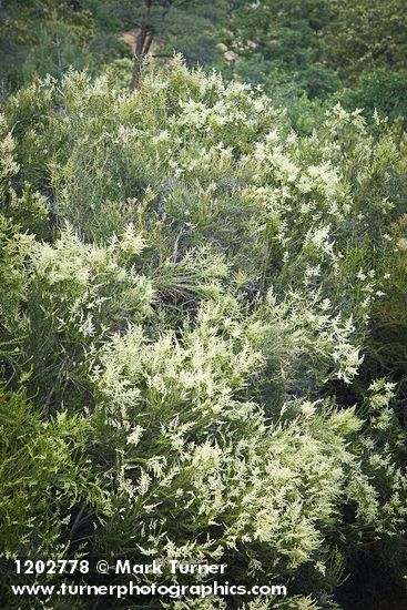 Adenostoma fasciculatum