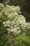 Coast Whitethorn