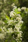 Coast Whitethorn blossoms & foliage