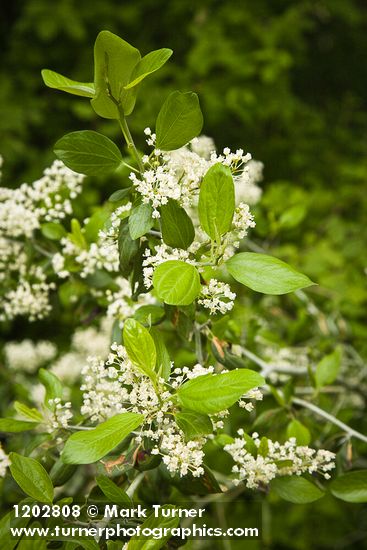 Ceanothus incanus