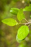 Coast Whitethorn foliage detail