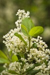 Coast Whitethorn blossoms & foliage detail