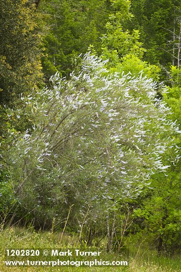 Ceanothus oliganthus var. sorediatus