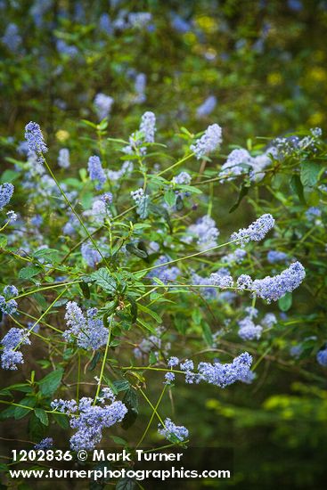 Ceanothus parryi