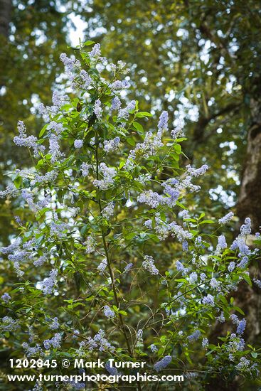 Ceanothus parryi