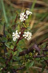 Arching Ceanothus blossoms & foliage detail
