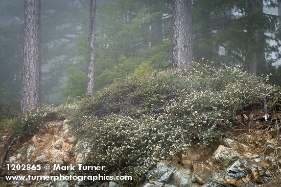 Ceanothus arcuatus; Pinus jeffreyi