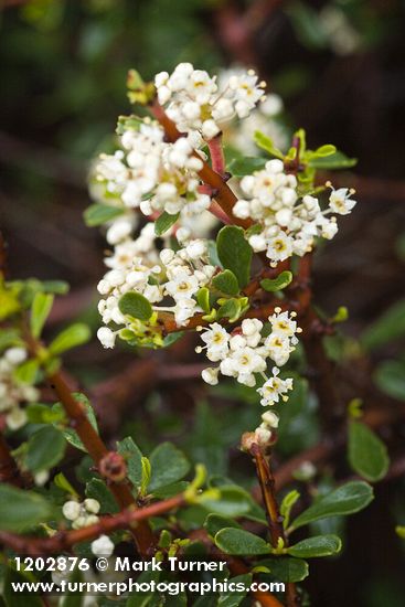 Ceanothus arcuatus