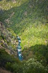 Fir & Ponderosa Pine forest, Gray Pines on Bell Creek canyon walls at Trinity River w/ Deer Brush fgnd