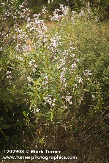 Eriodictyon californicum
