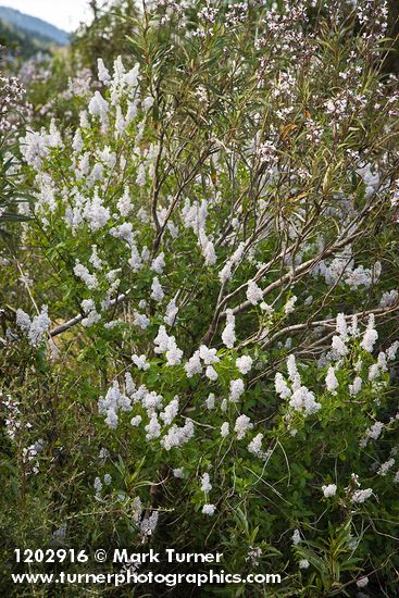 Ceanothus integerrimus; Eriodictyon californicum