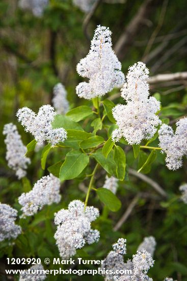 Ceanothus integerrimus