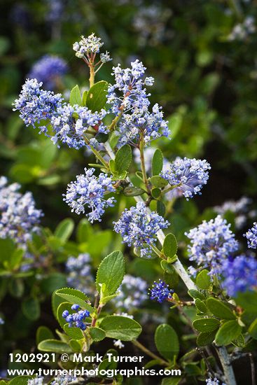 Ceanothus leucodermis