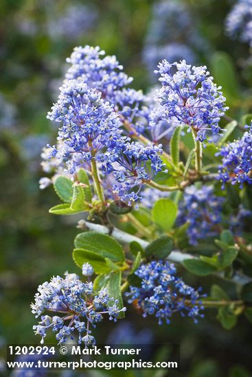 Ceanothus leucodermis