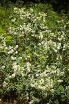 Mountain Whitethorn