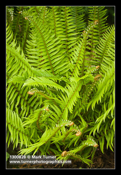 Polystichum munitum