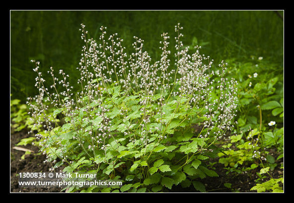 Tiarella trifoliata