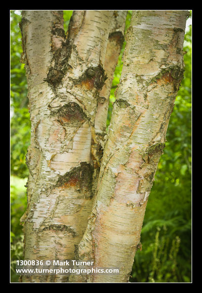 Betula papyrifera