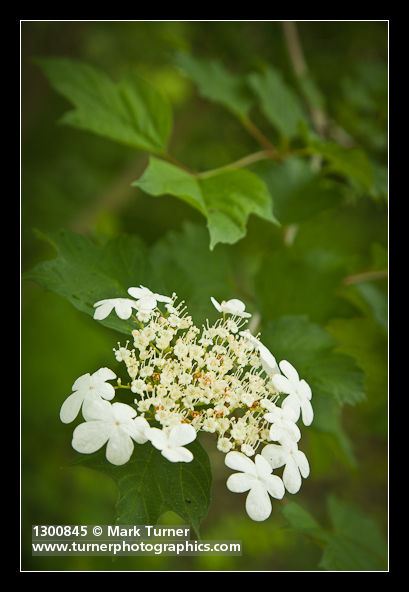Viburnum edule