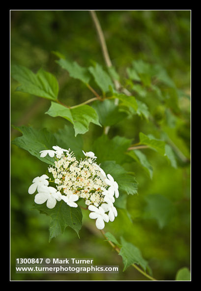Viburnum edule