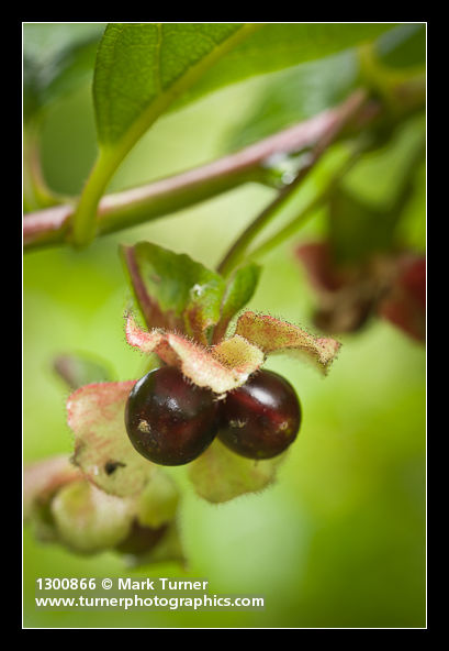 Lonicera involucrata