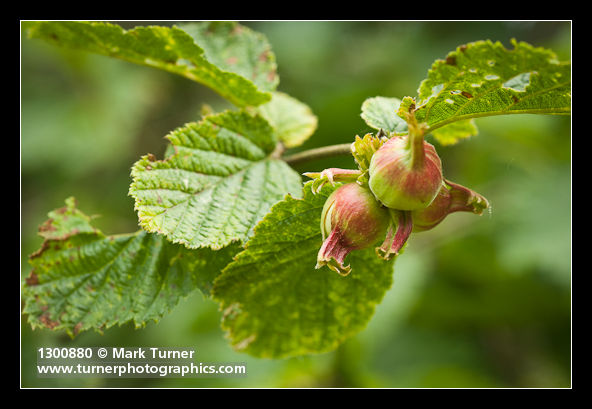 Corylus cornuta