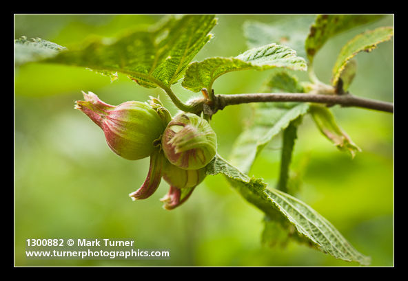Corylus cornuta