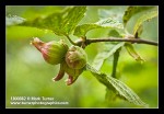 Beaked Hazelnut immature fruit detail