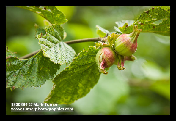 Corylus cornuta