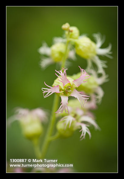 Tellima grandiflora