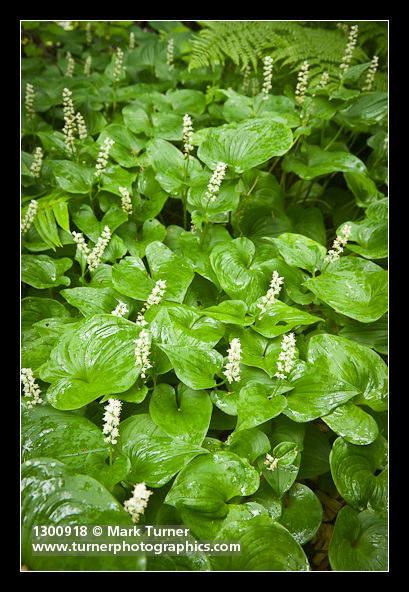 Maianthemum dilatatum