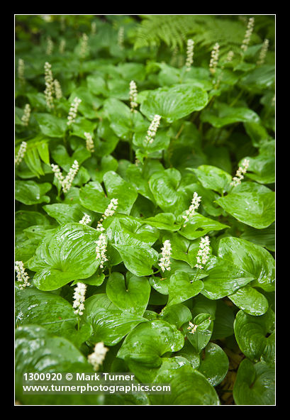 Maianthemum dilatatum