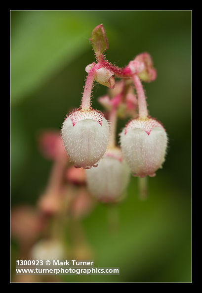 Gaultheria shallon