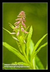 Fireweed buds detail