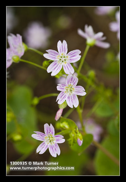 Claytonia sibirica