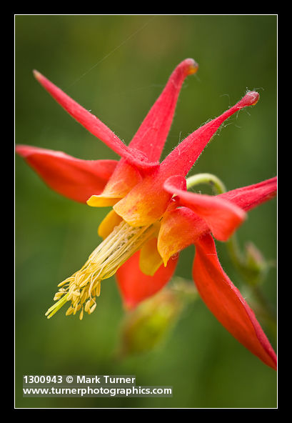 Aquilegia formosa