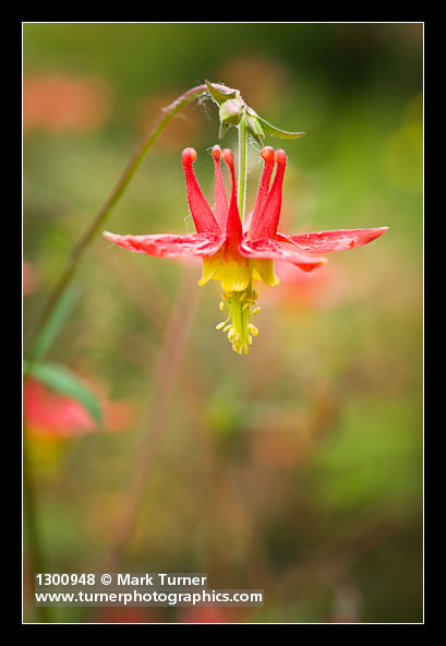 Aquilegia formosa