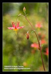 Columbine blossom