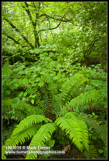 Polystichum munitum; Acer circinatum