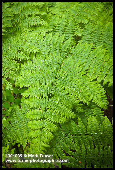 Pteridium aquilinum