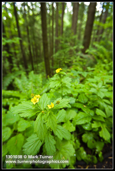 Geum macrophyllum