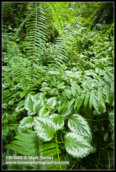Lamiastrum galeobdolon; Polystichum munitum