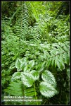 Invasive Yellow Archangel foliage at base of Sword Fern