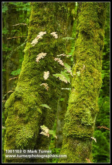 Polypodium glycyrrhiza