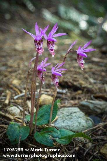 Calypso bulbosa