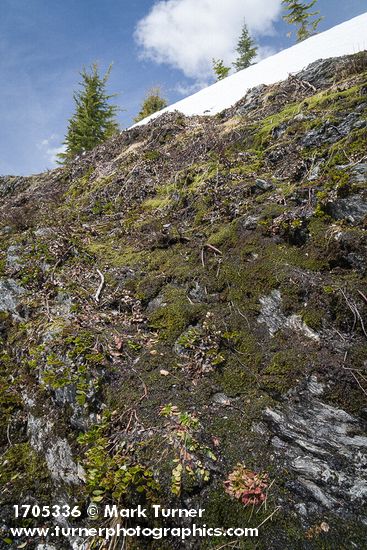 Arctostaphylos uva-ursi