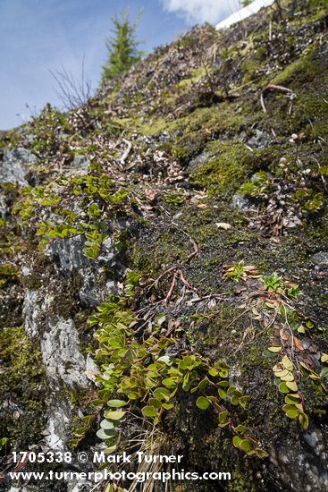 Arctostaphylos uva-ursi