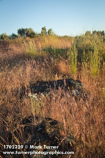 Erigeron poliospermus; Bromus tectorum; Pseudoroegneria spicata