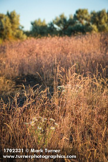 Erigeron poliospermus; Bromus tectorum